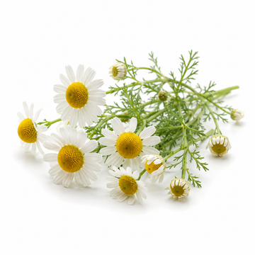 Chamomile
