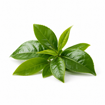 L-Theanine