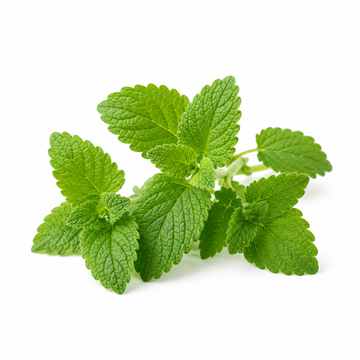 Lemon Balm